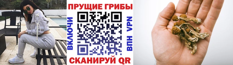 Галлюциногенные грибы Psilocybine cubensis  Пенза 